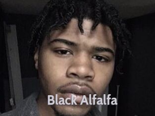 Black_Alfalfa