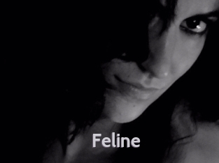 Feline Live Cam 66