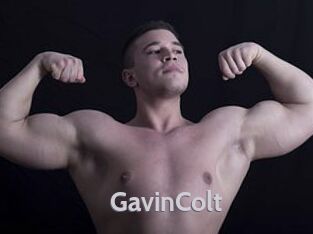 GavinColt