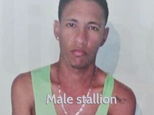 Male_stallion